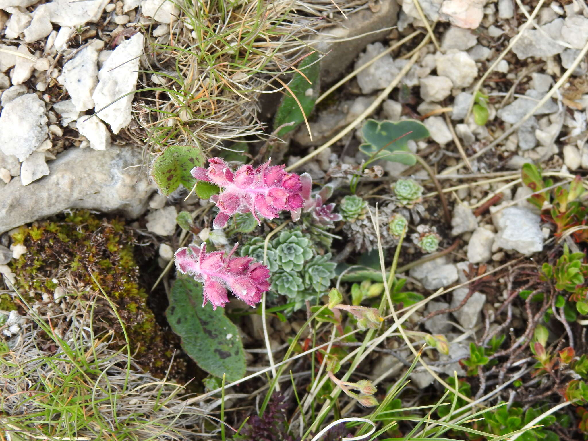 Sivun Saxifraga porophylla Bertol. kuva