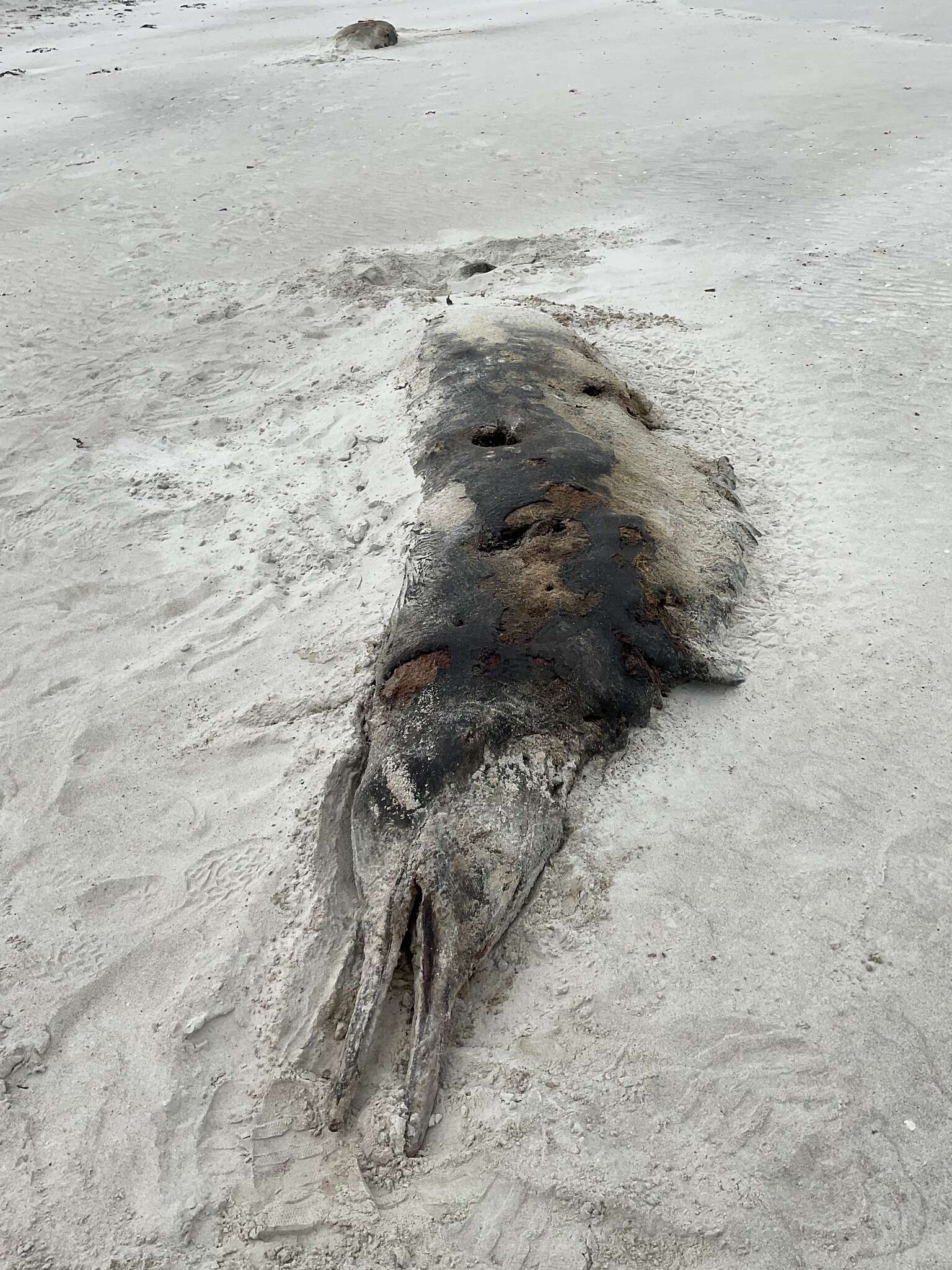 Image of Gray's Beaked Whale