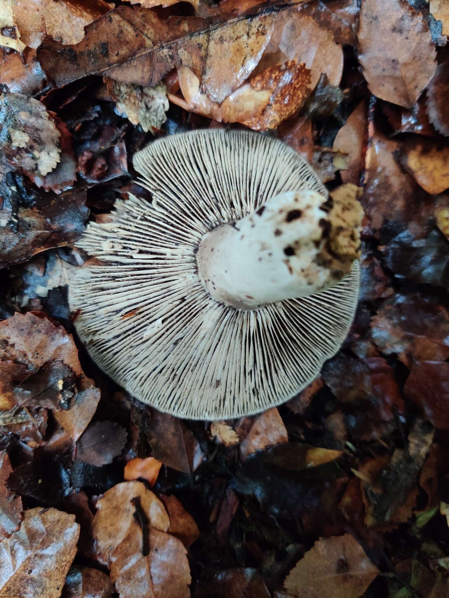 Plancia ëd Russula inquinata McNabb 1973