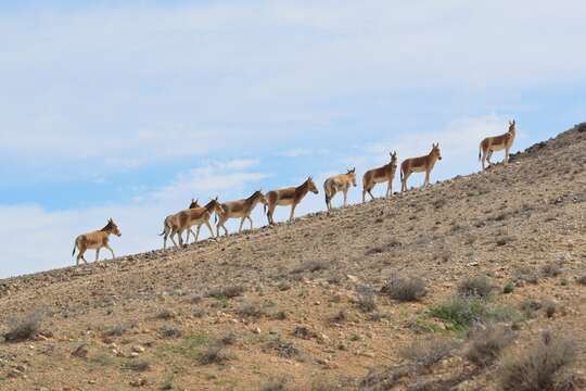 صورة Equus hemionus onager Boddaert 1785