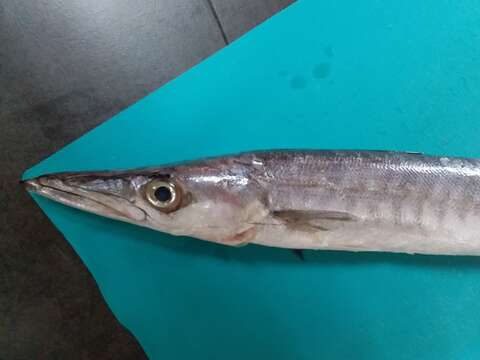 Image of Mexican barracuda