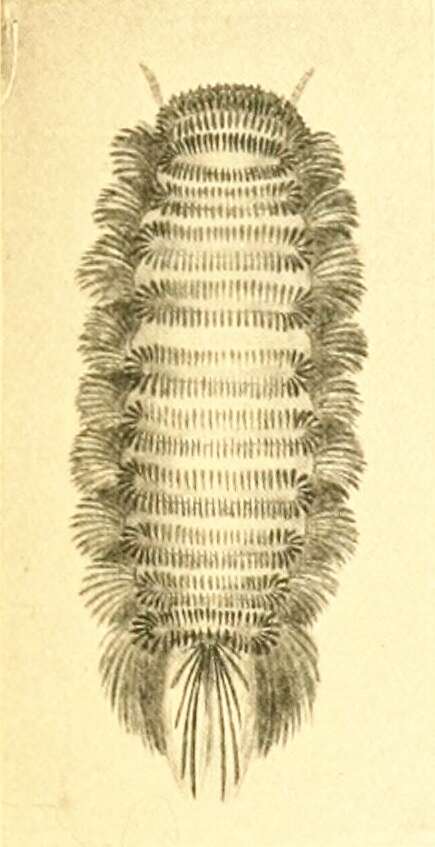 Image of bristly millipede