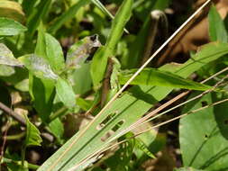 Image de Pseudoxya diminuta (Walker & F. 1871)