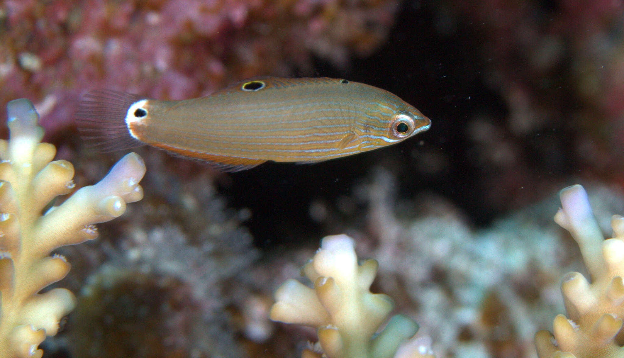 Image of Chain-lined wrasse