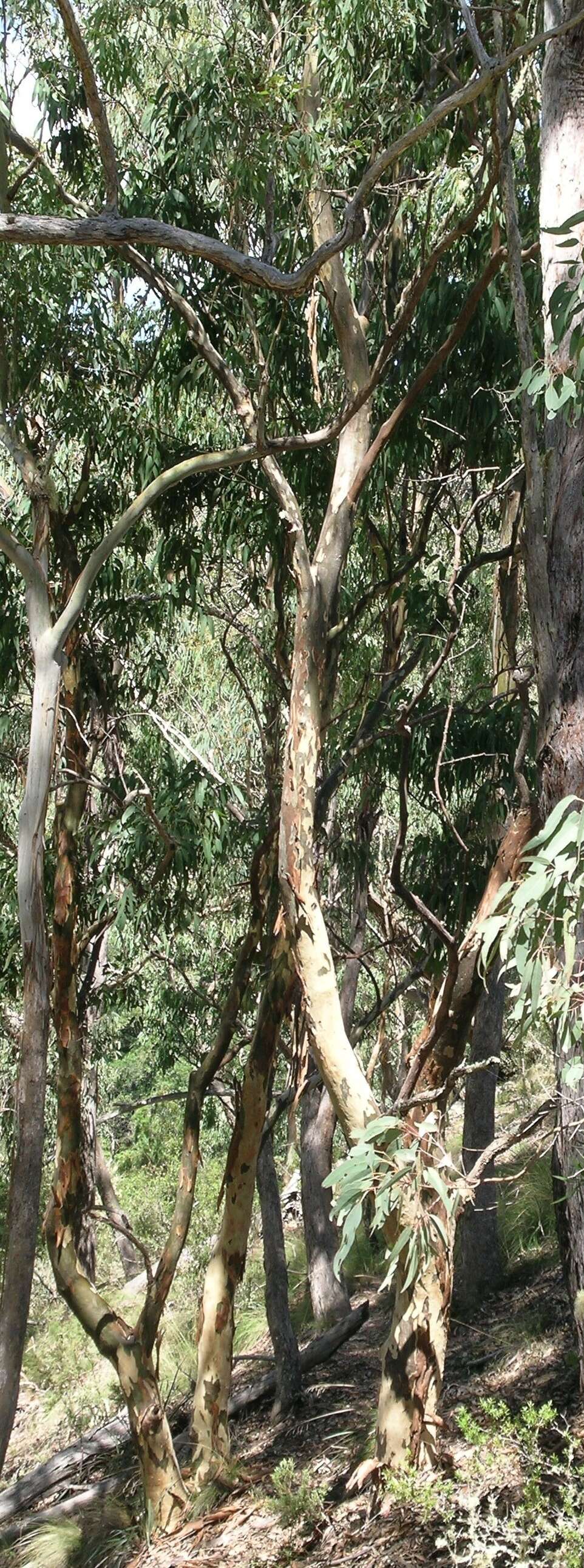 Image of Eucalyptus michaeliana Blakely