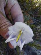 Image of Gladiolus patersoniae F. Bolus