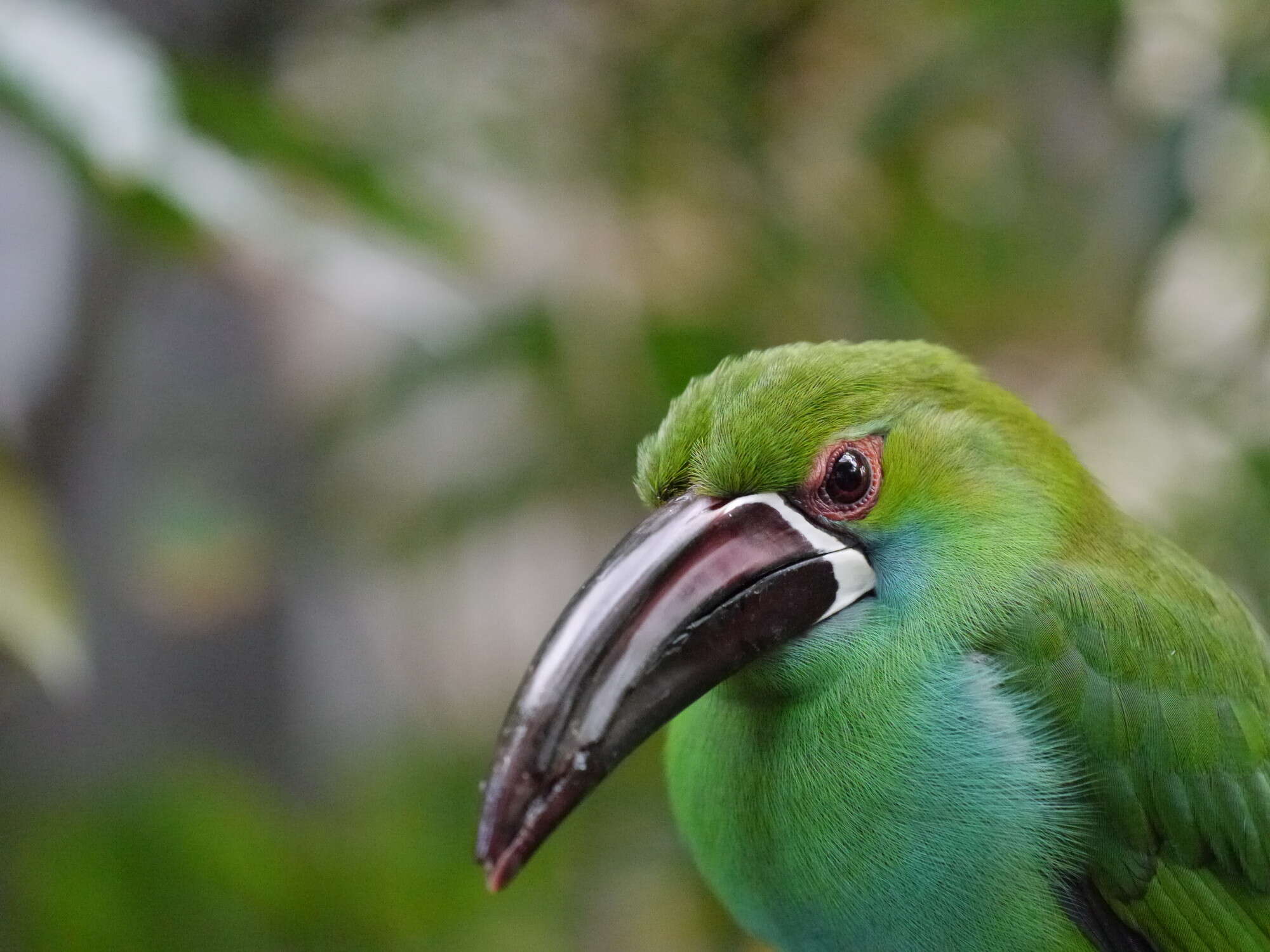 Image of Crimson-rumped Toucanet