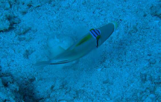 Image of Picasso triggerfish