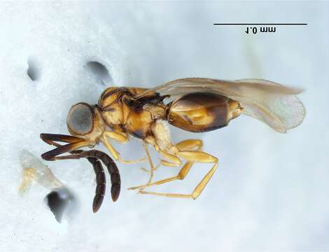 Image of ceraphronid wasps