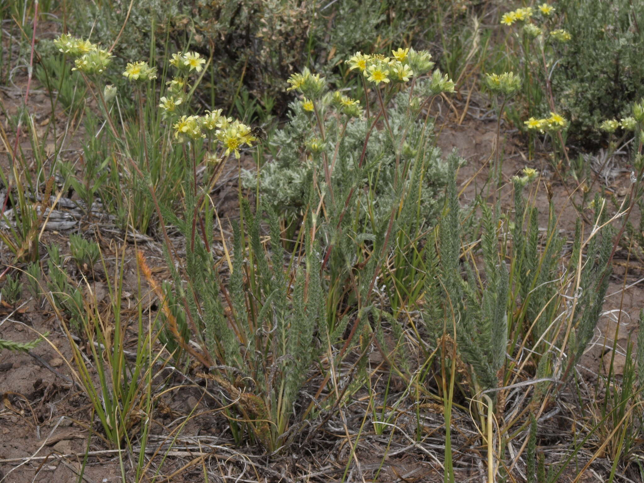 Image of Sierra Valley mousetail