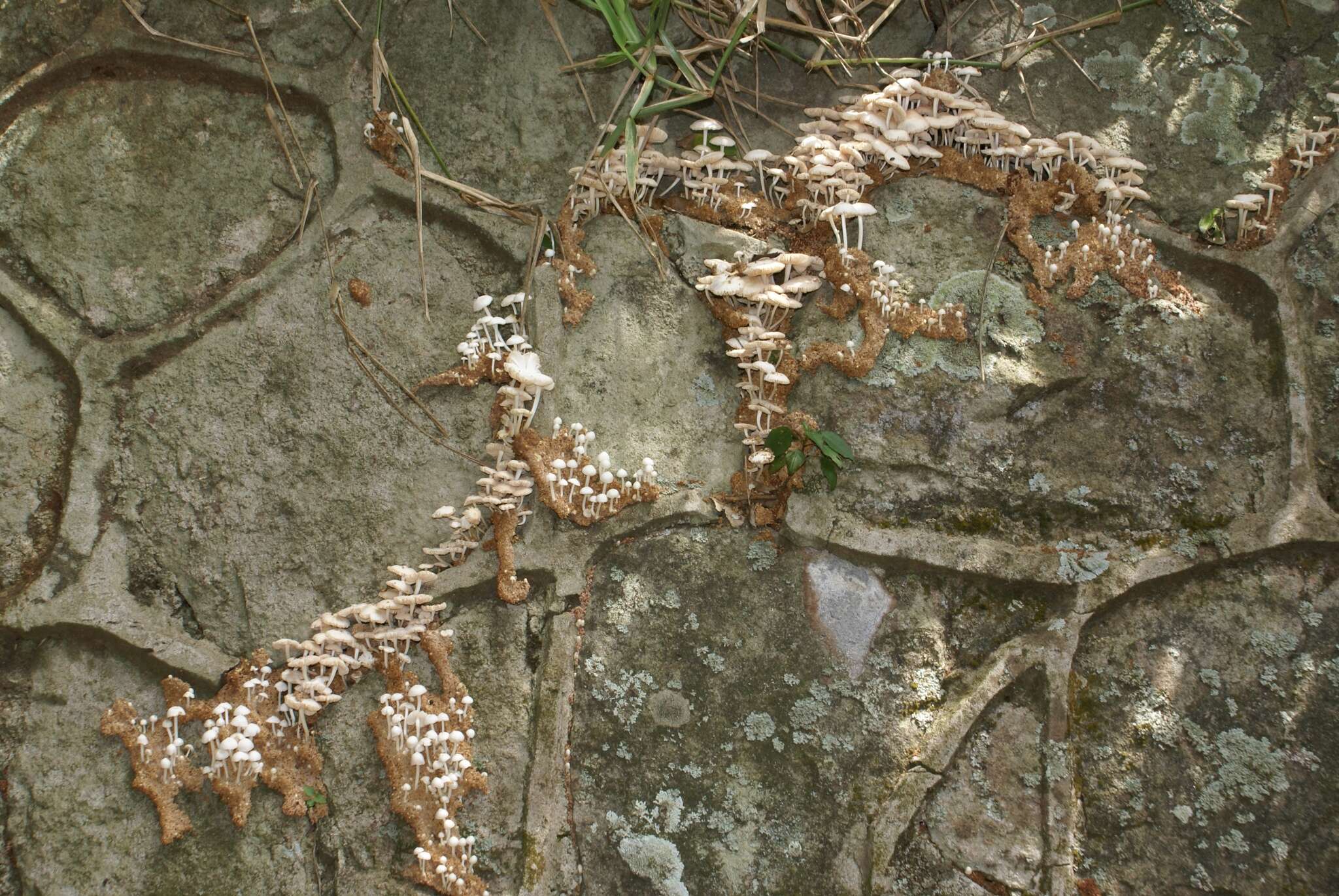 Termitomyces microcarpus (Berk. & Broome) R. Heim 1942 resmi