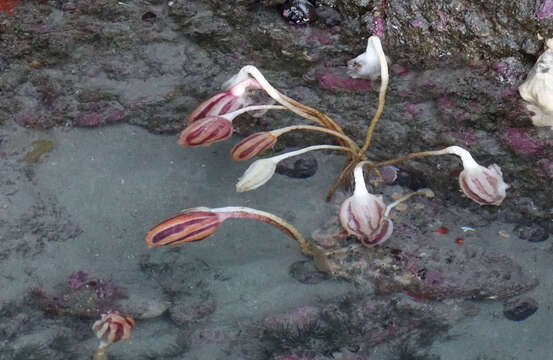 Image of New Zealand sea tulip