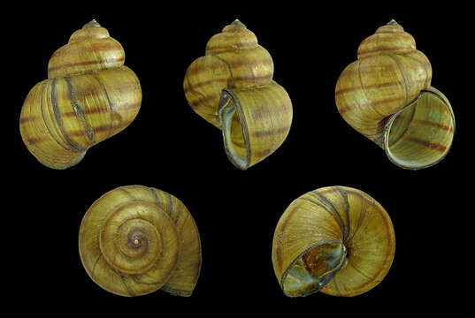 Image of Lister's River Snail