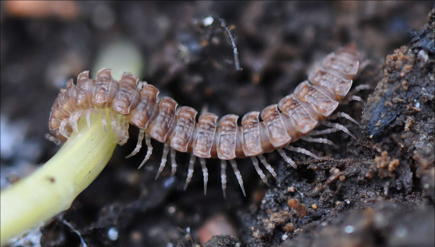 Image of Flat-backed millipede