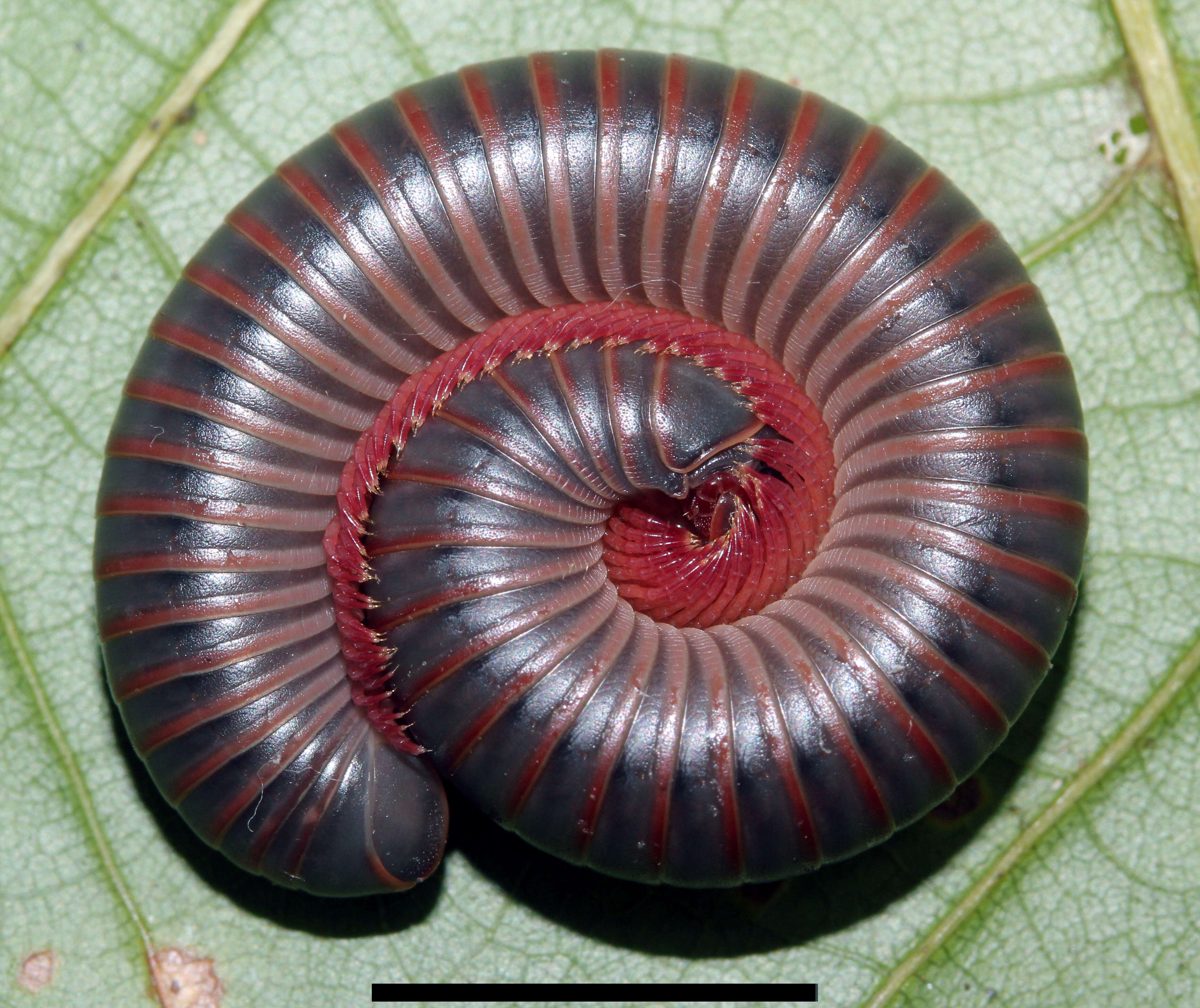 Image of American giant millipede