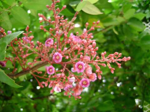 Plancia ëd Averrhoa carambola L.