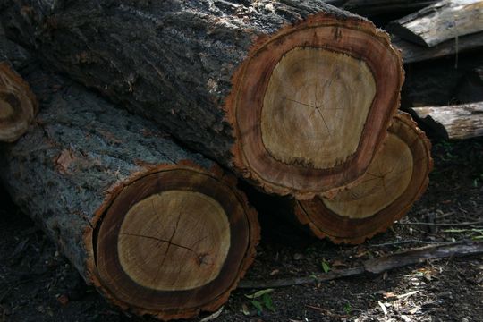 Image of gray ironbark