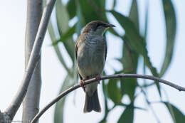 Image of Ramsayornis Mathews 1912