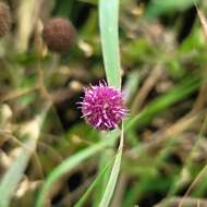 Plancia ëd Sphaeranthus peduncularis DC.