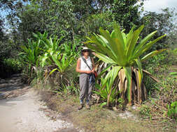 Image of Brocchinia micrantha (Baker) Mez