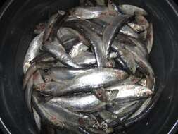 Image of Black and Caspian Sea sprat