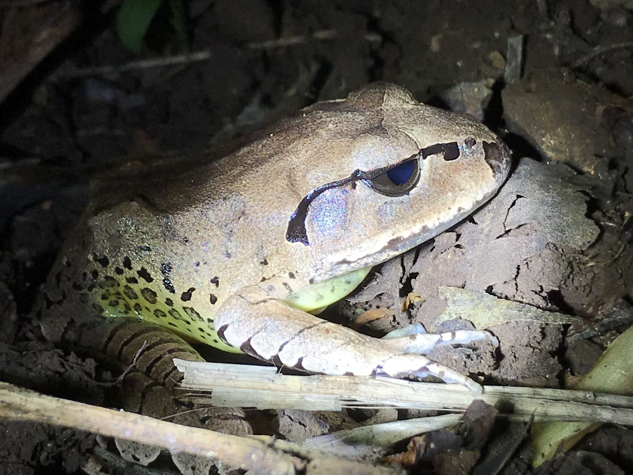 Plancia ëd Mixophyes fasciolatus Günther 1864