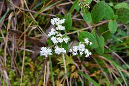 Stevia tomentosa Kunth resmi