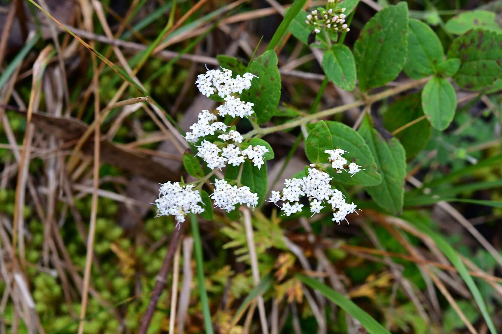 Image of Stevia tomentosa Kunth