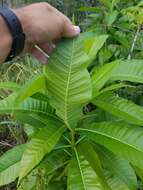 Alstonia macrophylla Wall. ex G. Don resmi