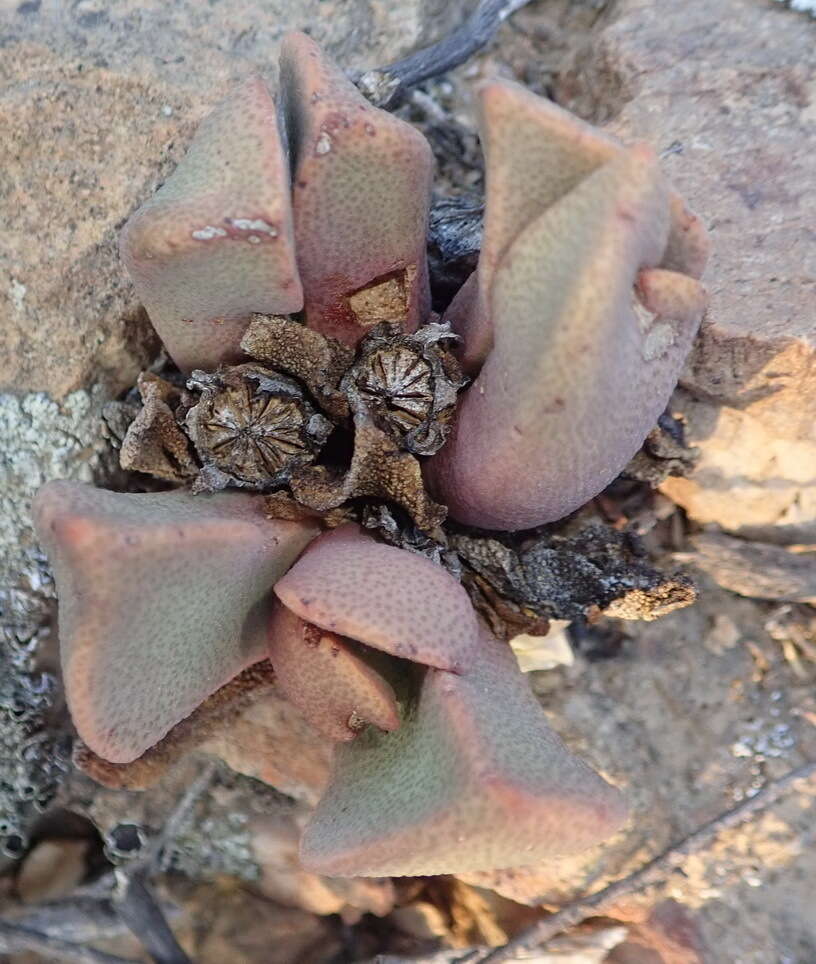 Plancia ëd Pleiospilos compactus (Ait.) Schwant.