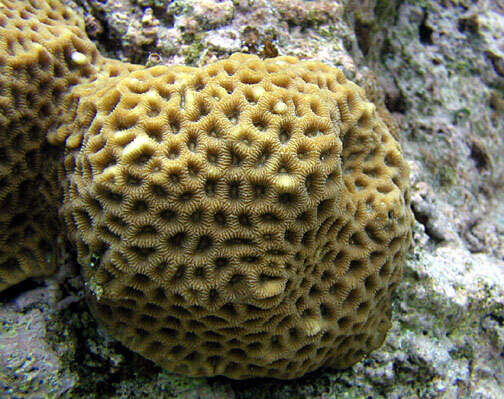 Image of Honeycomb coral