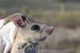 Imagem de Peromyscus melanophrys (Coues 1874)