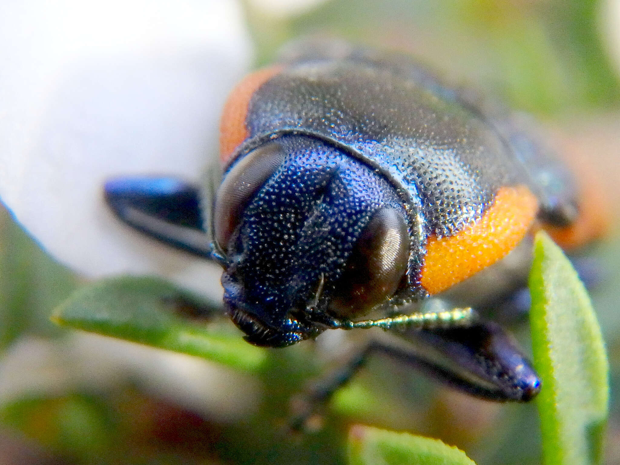 Image of Castiarina grata (Saunders 1869)