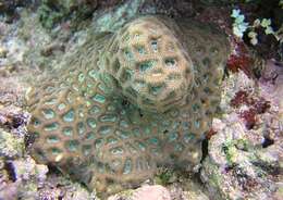 Image of Honeycomb coral