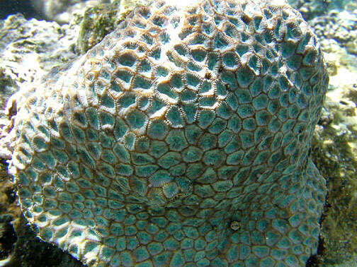 Image of Fleshy honeycomb coral