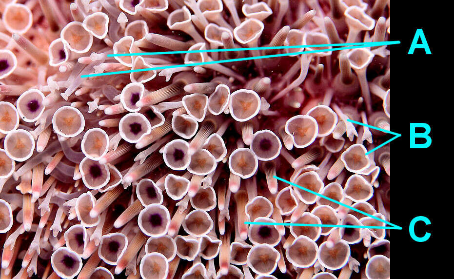 Imagem de Toxopneustes pileolus (Lamarck 1816)