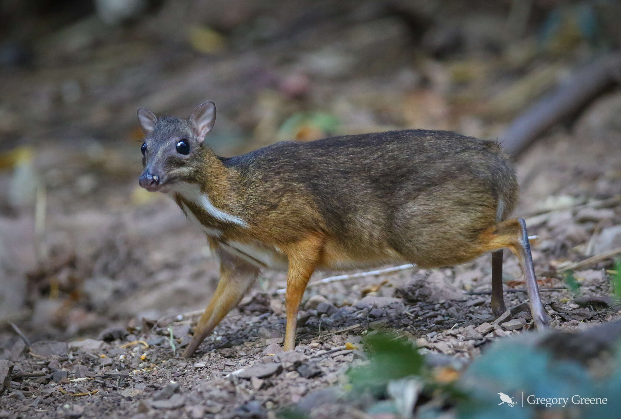 Image of Lesser Mouse-deer