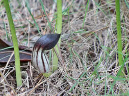 Image of Friar's cowl