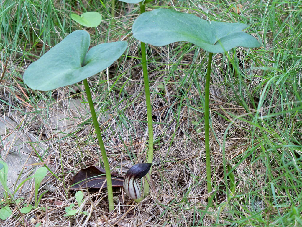 Image of Friar's cowl