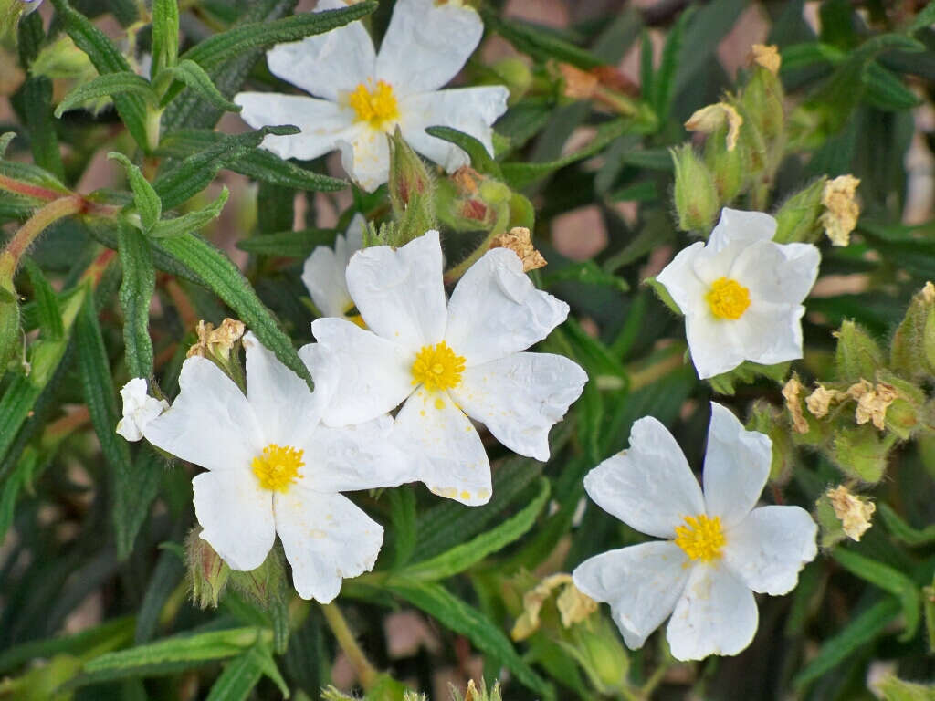 Imagem de Cistus monspeliensis L.