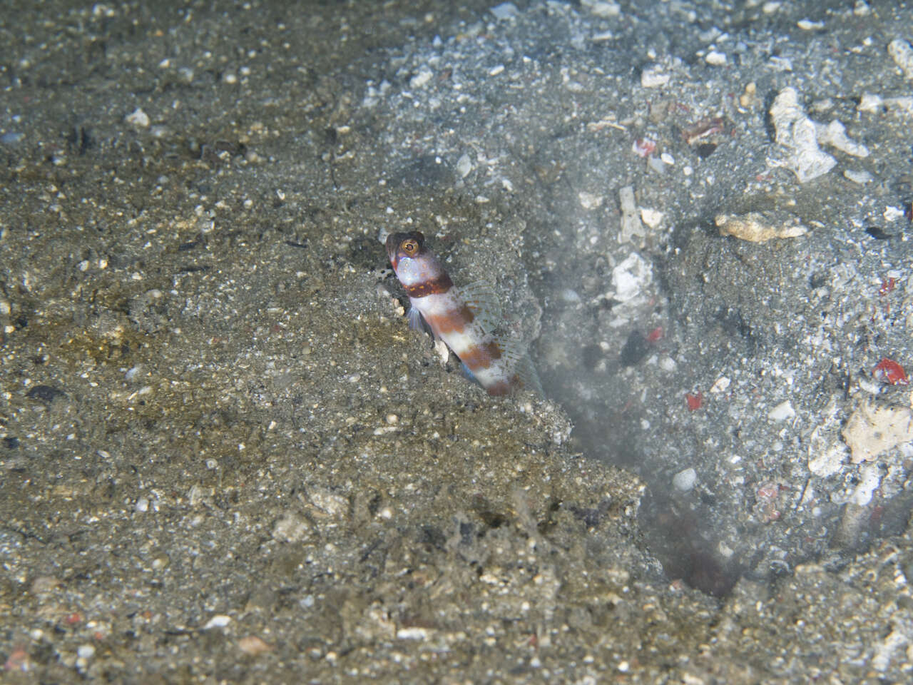 Image of Broad-banded shrimpgoby