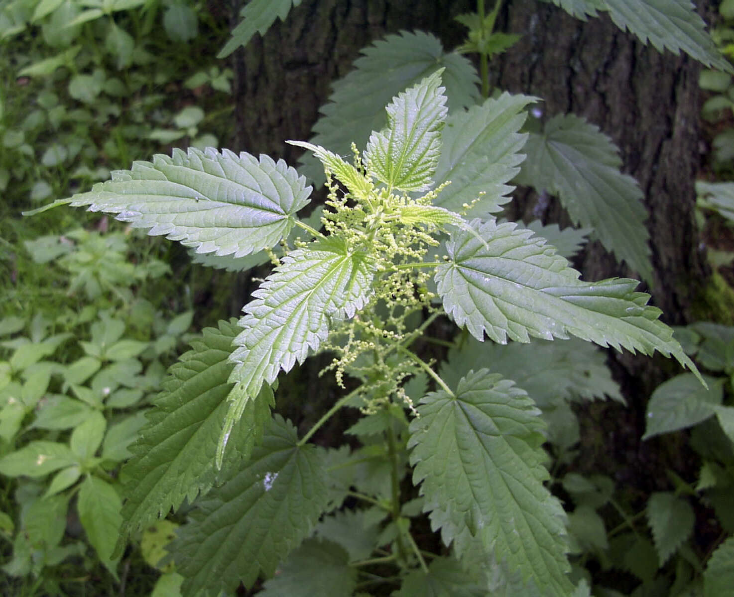 Image of Common Nettle