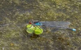 Image of red-eyed damselfly