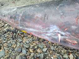 Image of Gray's Beaked Whale