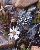 Plancia ëd Psychrophyton grandiflorum (Hook. fil.) Beauv.