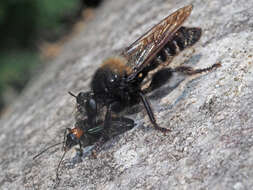 Image of Laphria ephippium (Fabricius 1781)