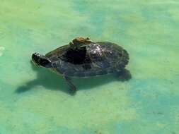 Image of yellow-bellied slider