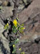 Image of Oxalis virgata Rusby