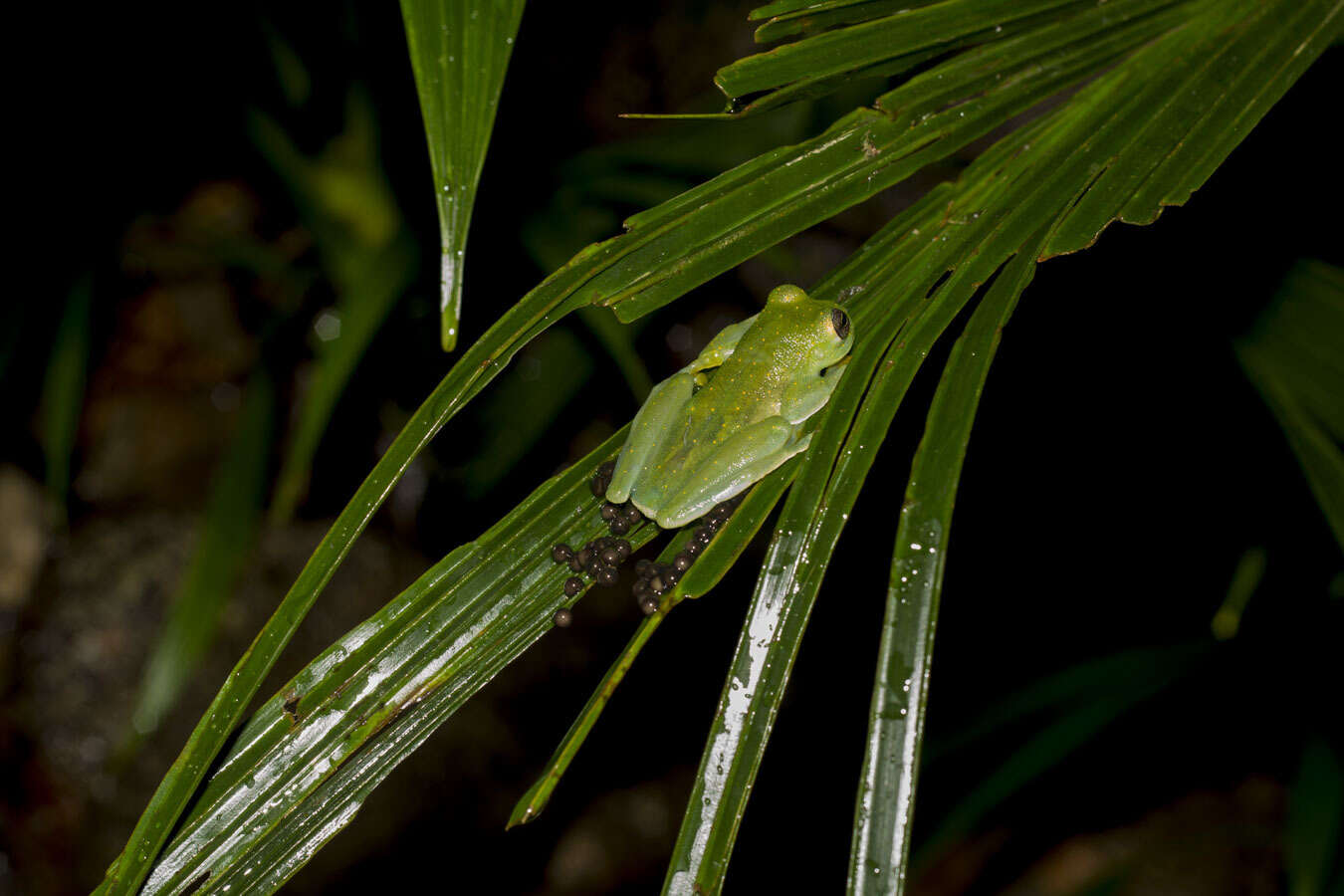 Image of Sachatamia punctulata (Ruiz-Carranza & Lynch 1995)