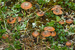 Image of Cortinarius alpinus Boud. 1895